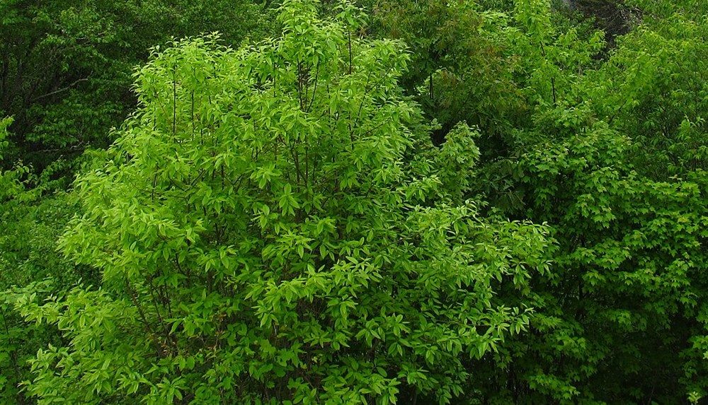 大烟山局部：近景饱和植被